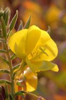 Evening_Primrose